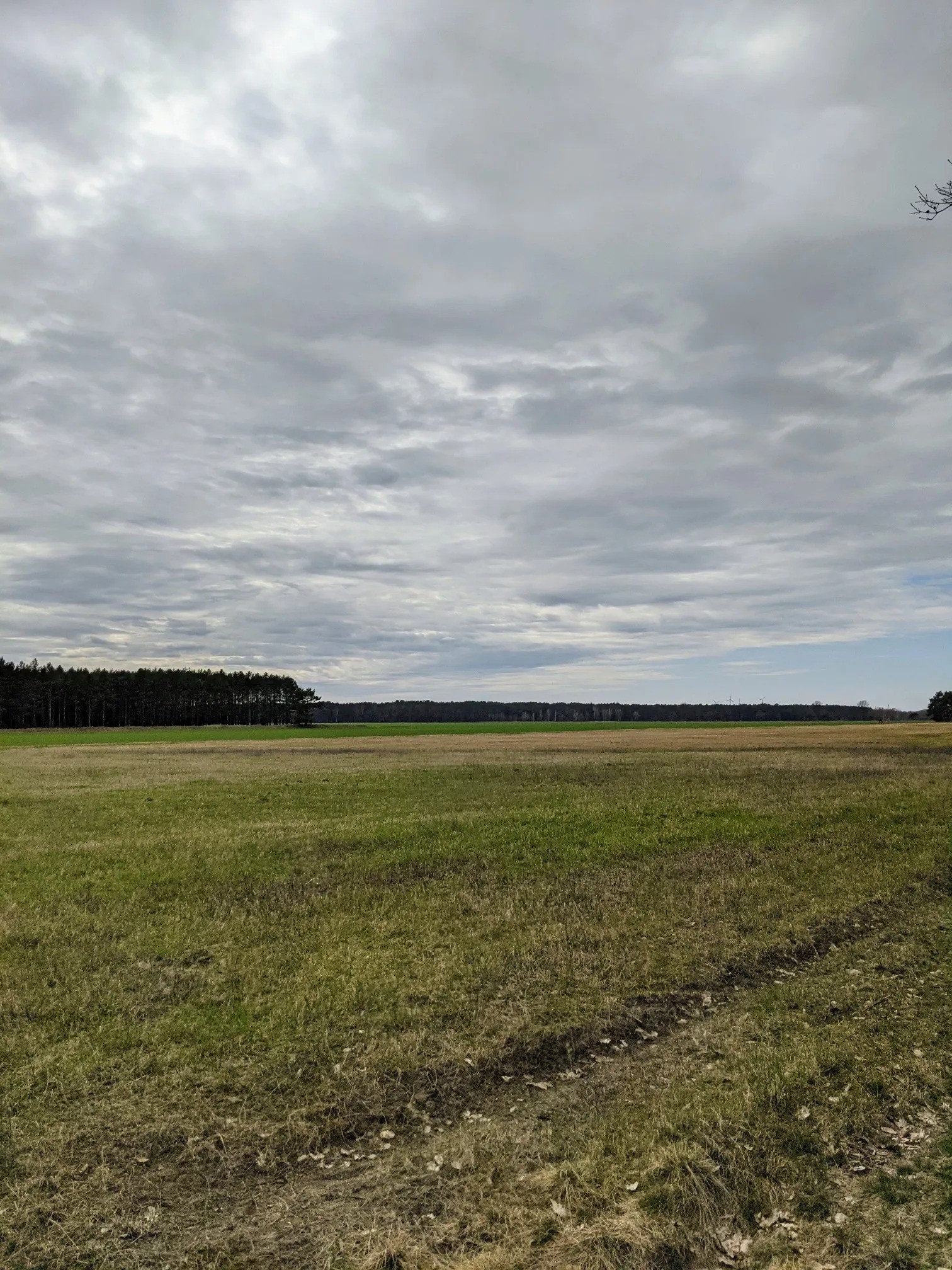 Wiese vor einem Kiefernwald unter Wolken