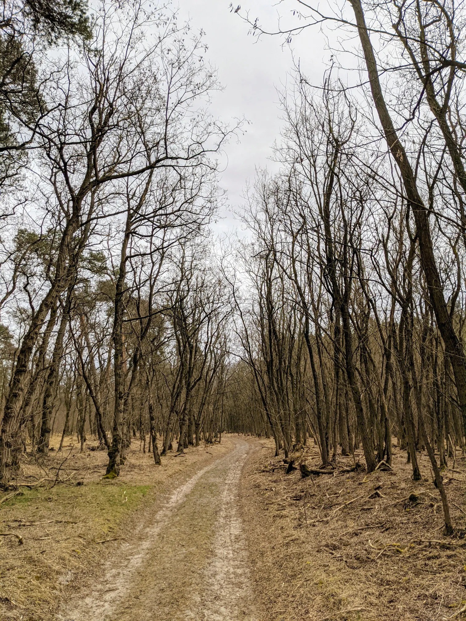 Sandweg durch kahlen Laubwald