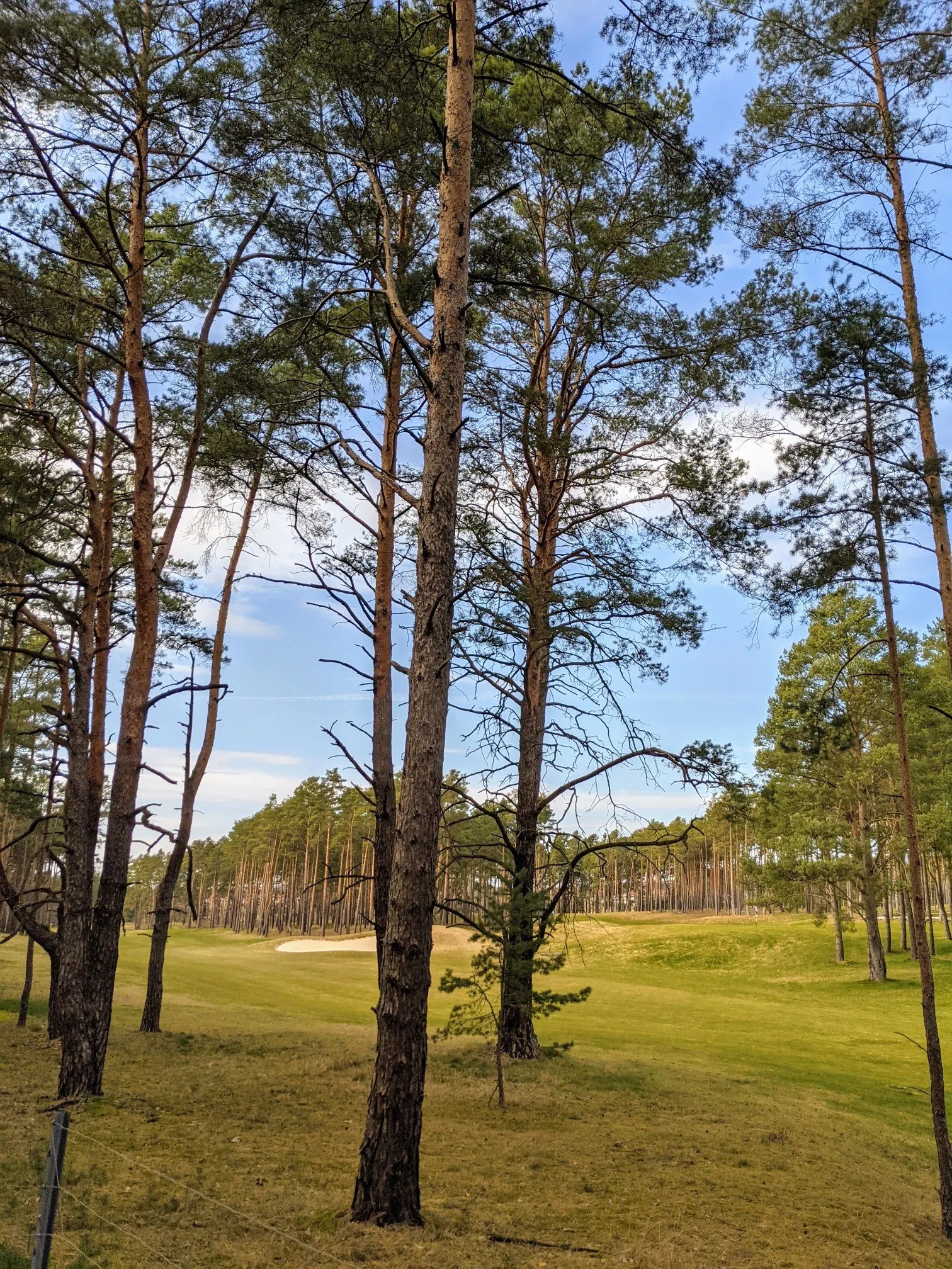 Hohe Kiefern am Rand eines Golfplatzes
