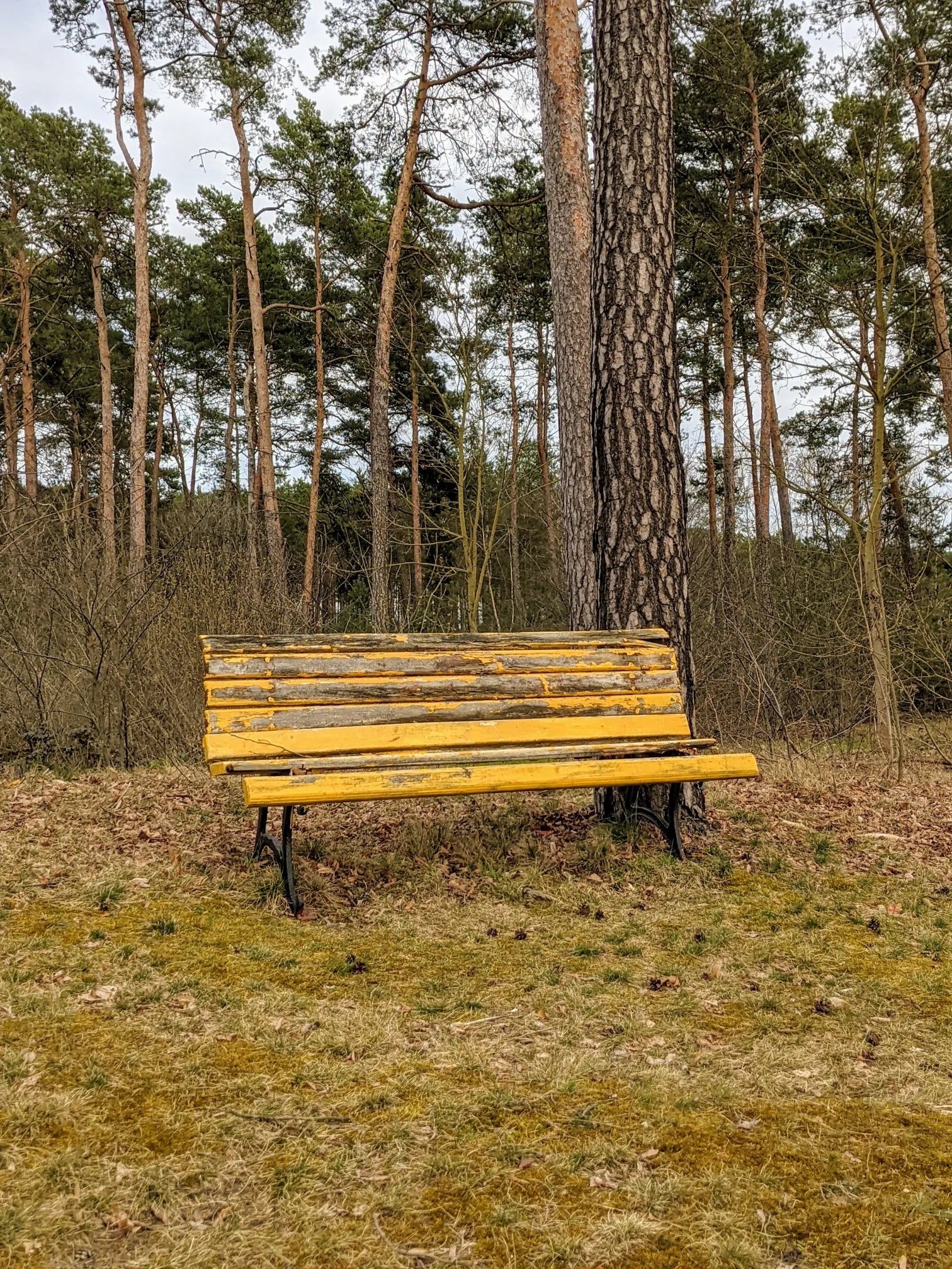 Abgeblätterte gelbe Bank im Kiefernwald