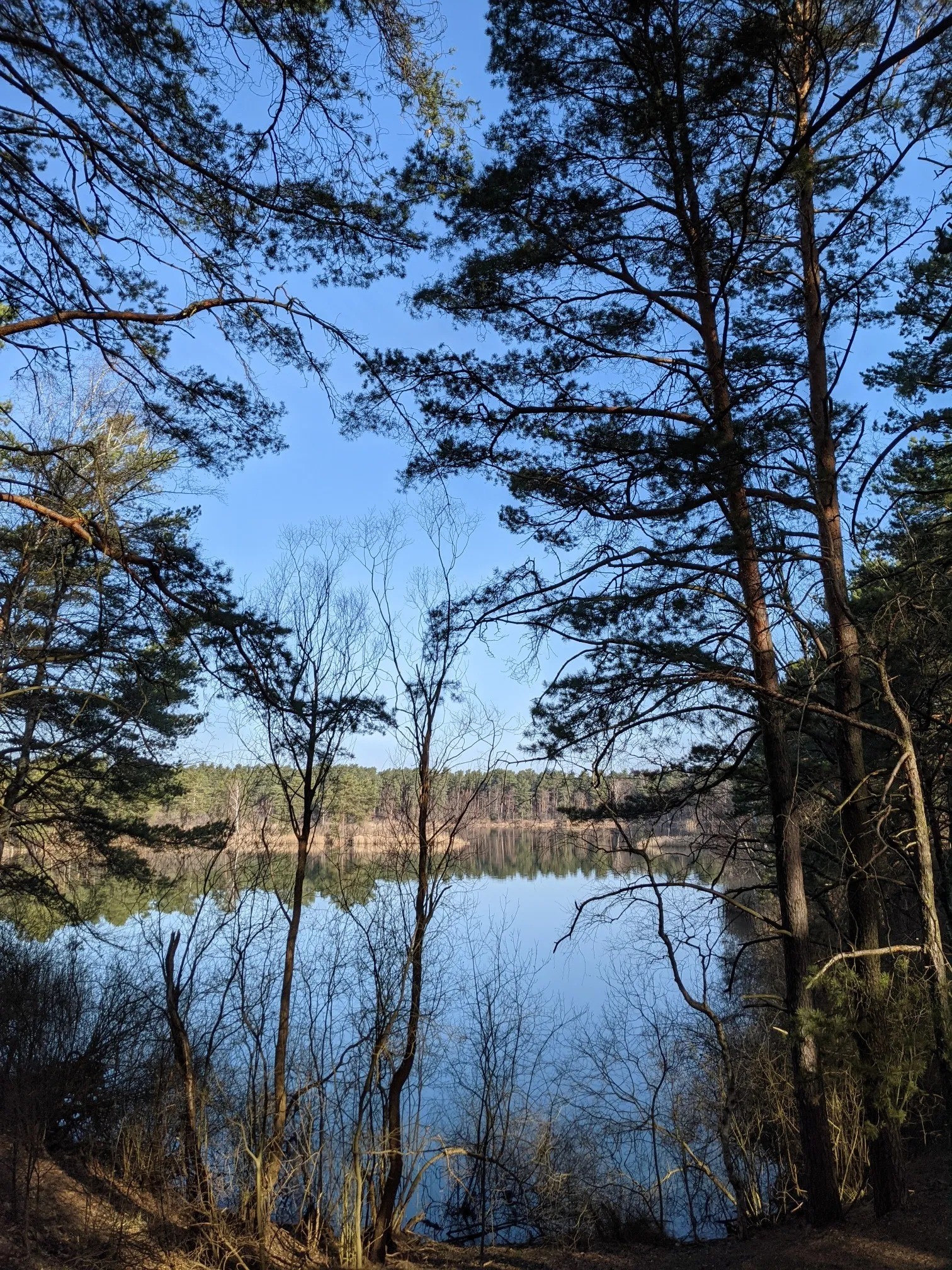 Seeblick durch Kiefern unter blauem Himmel