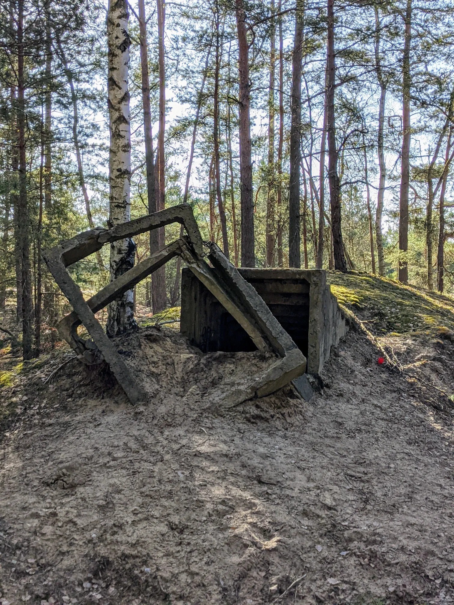 Betonruine im Kiefernwald