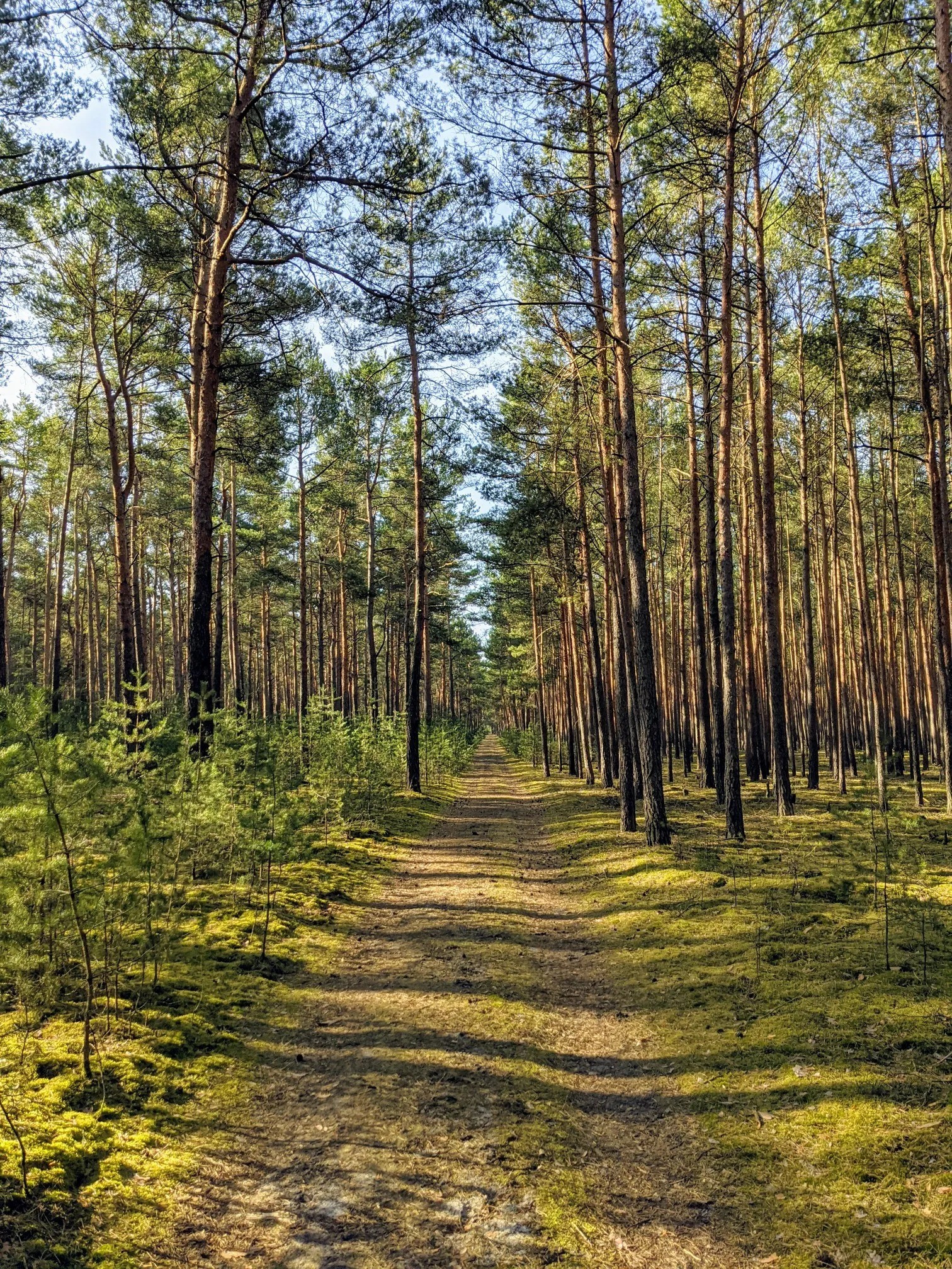 Waldweg im Sonnenlicht zwischen Kiefern und Moos