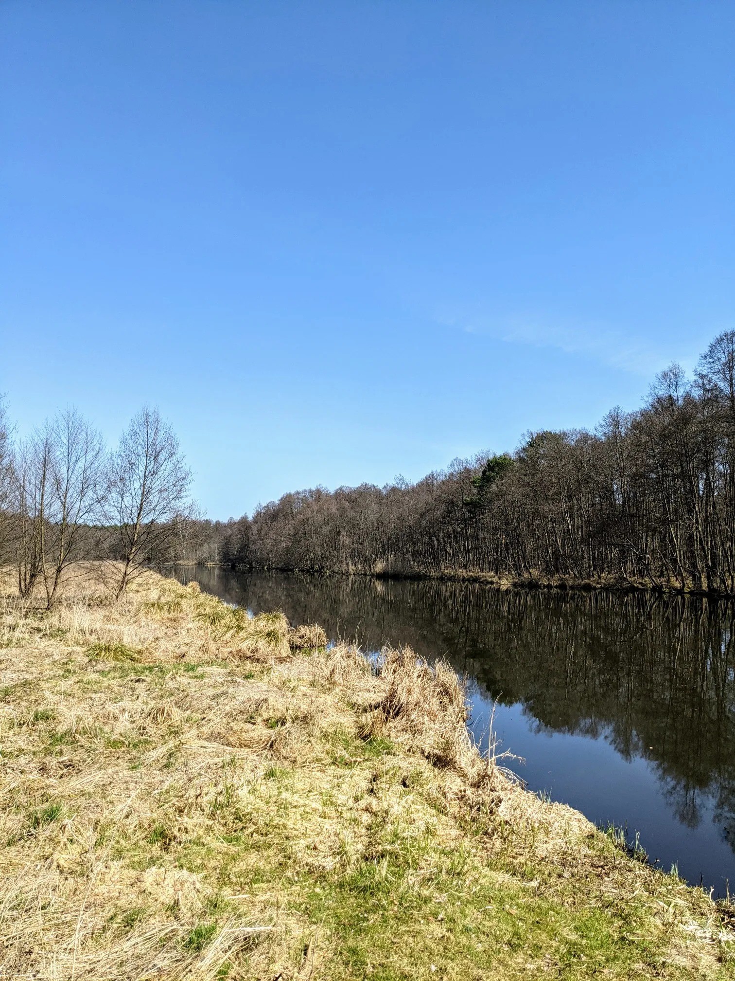 Ruhiger Fluss mit Schilfufer