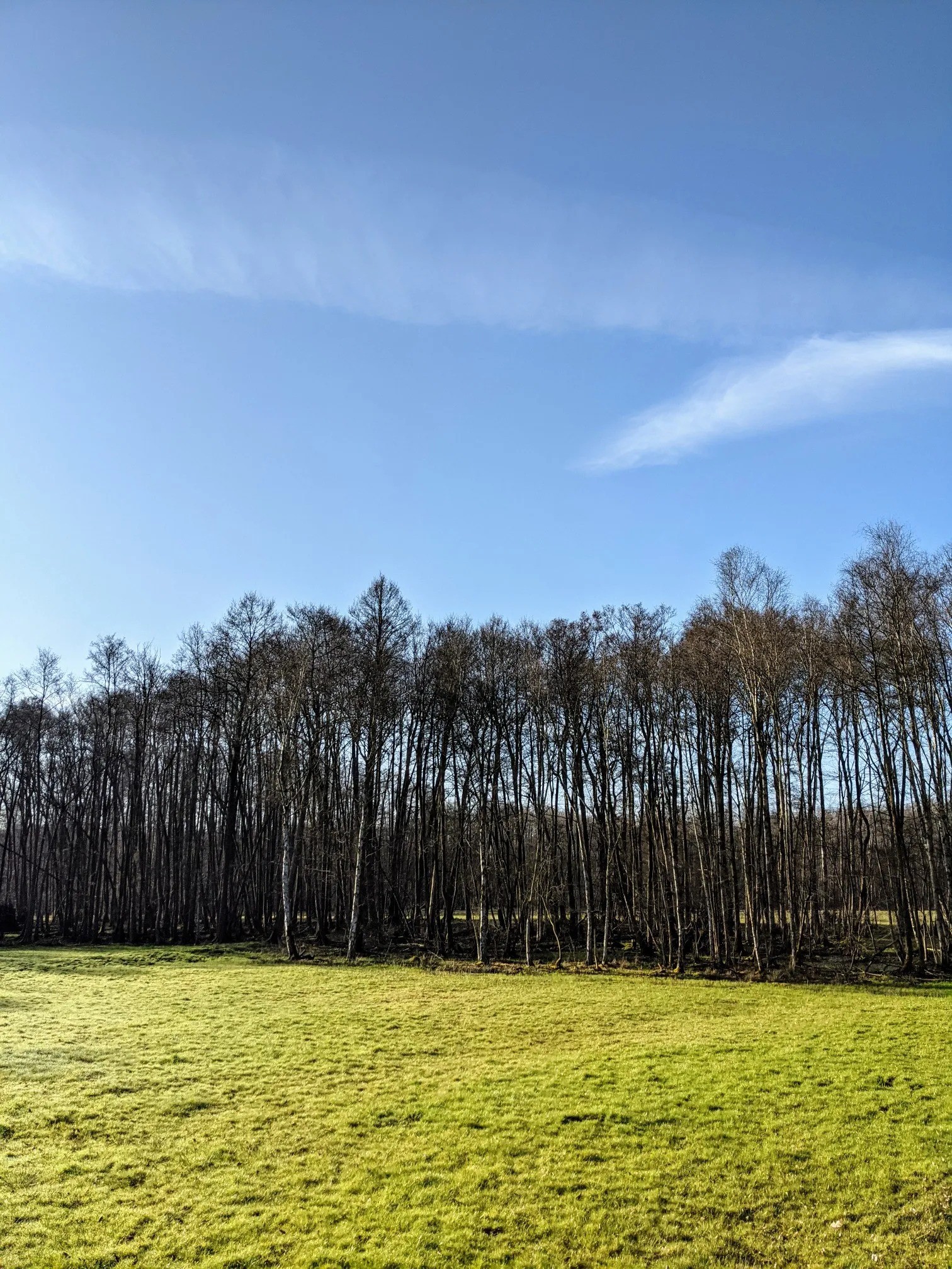 Wiese mit Baumreihe unter blauem Himmel