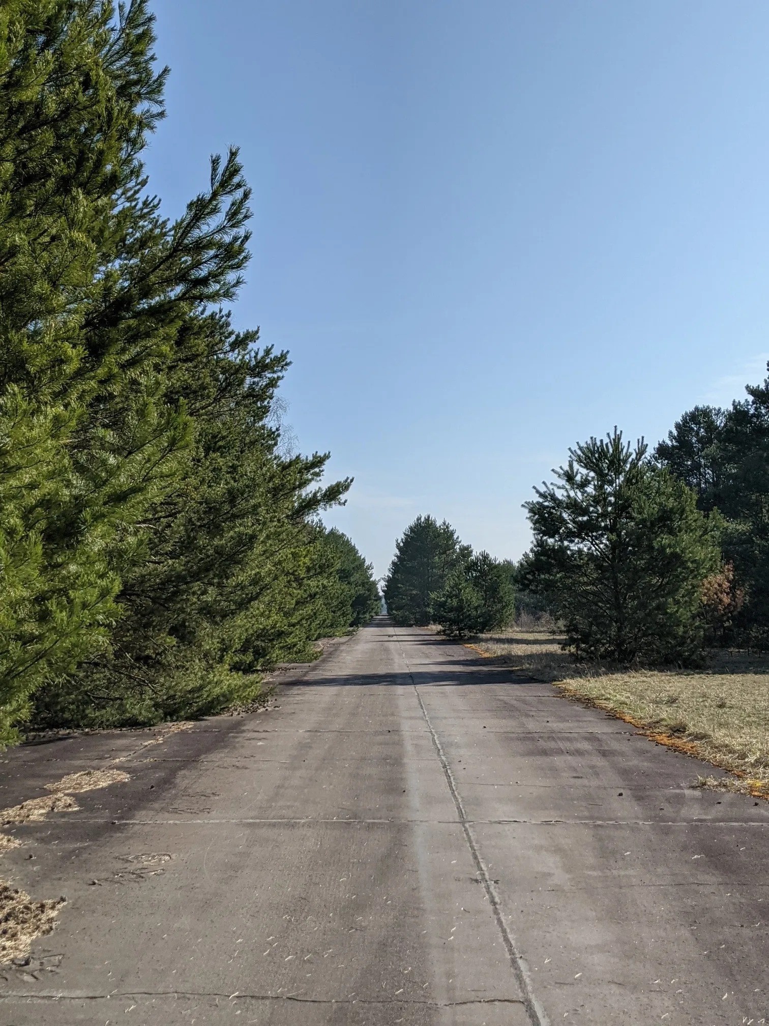 Leere Betonstraße zwischen Kiefern