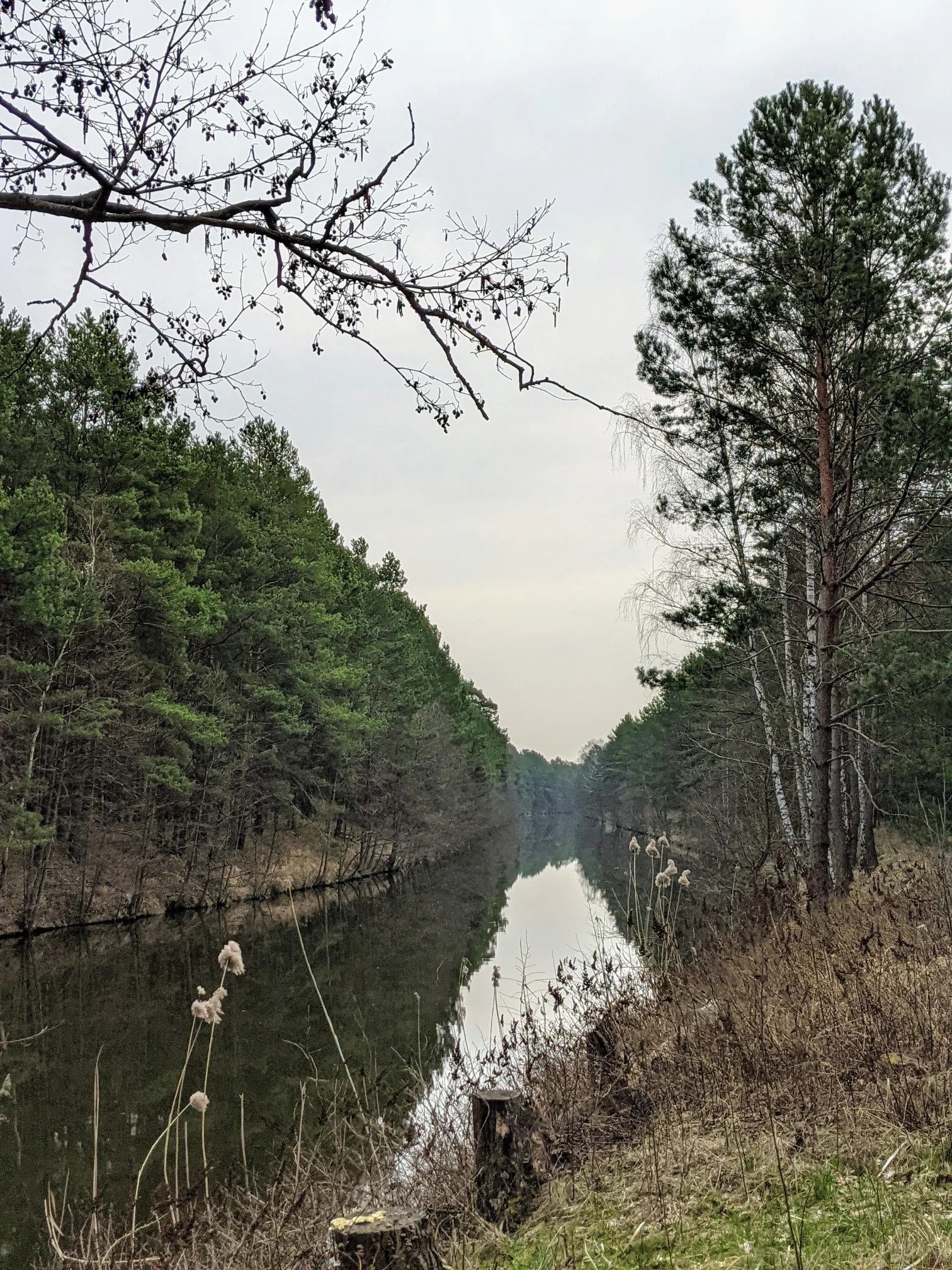 Kanal zwischen Kiefernwald mit Schilfkolben im Vordergrund