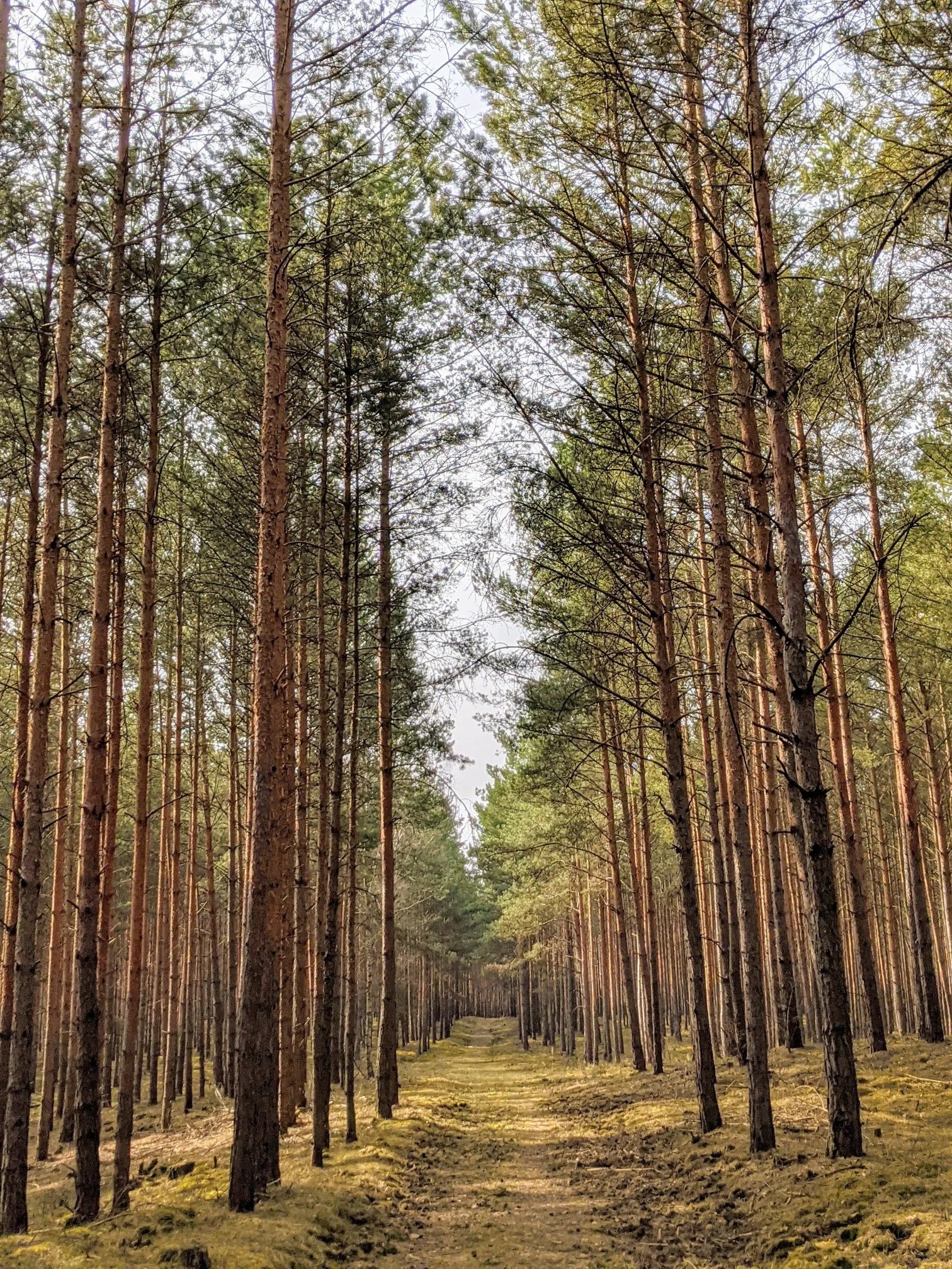 Waldweg durch hochstämmigen Kiefernforst