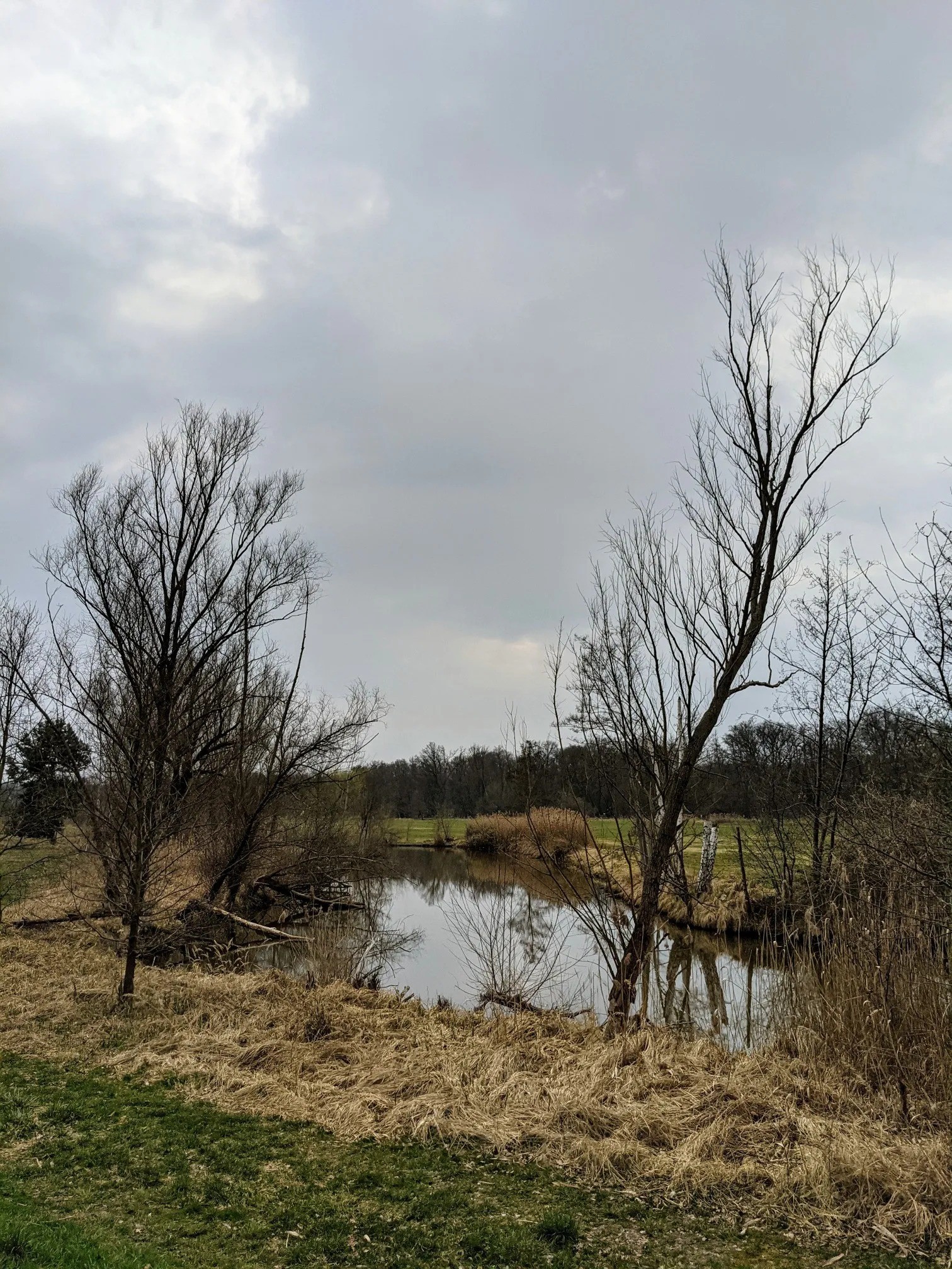 Graben mit kahlen Büschen und Wiese
