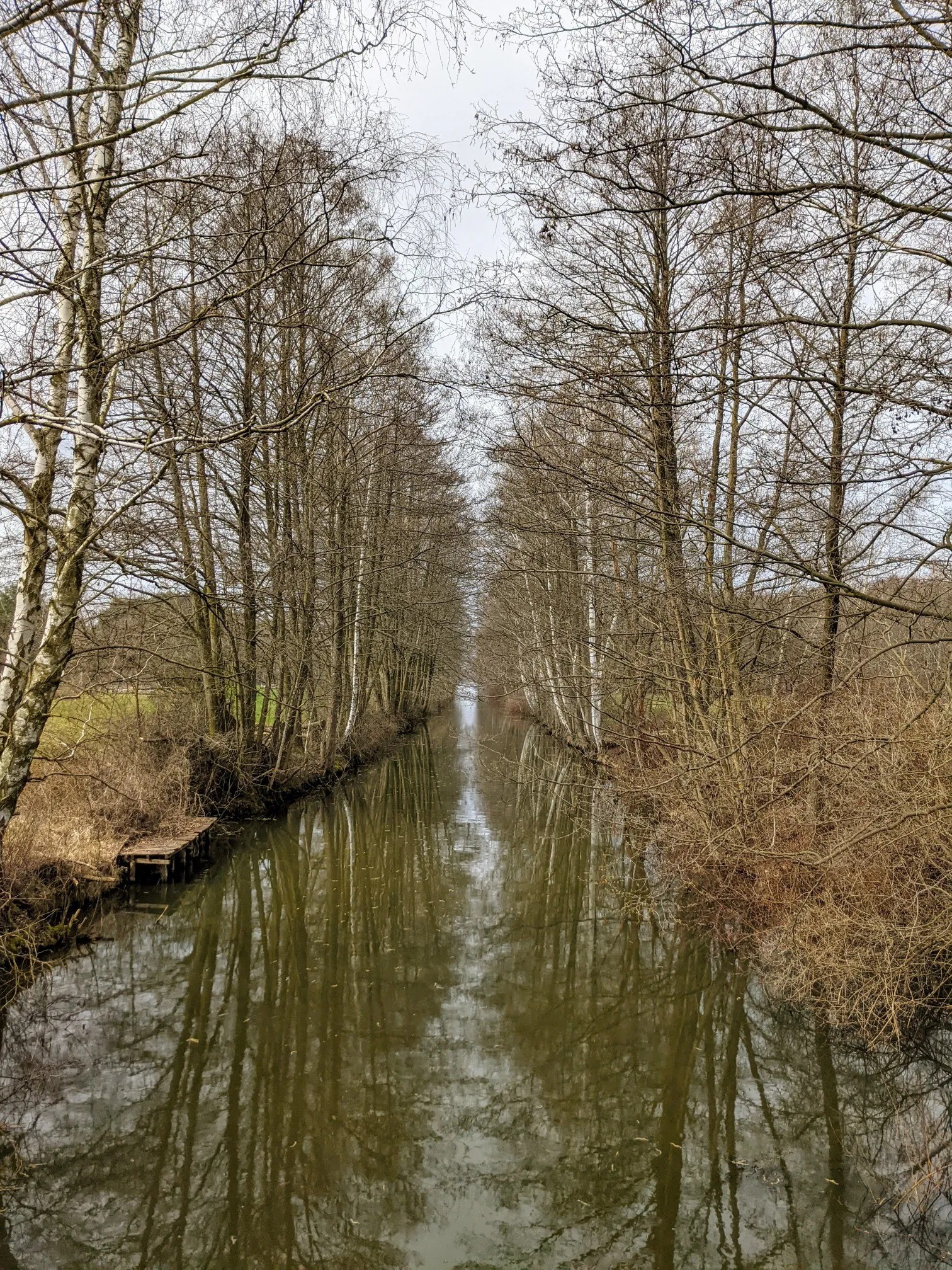 Kanal mit kahlen Bäumen und Spiegelung