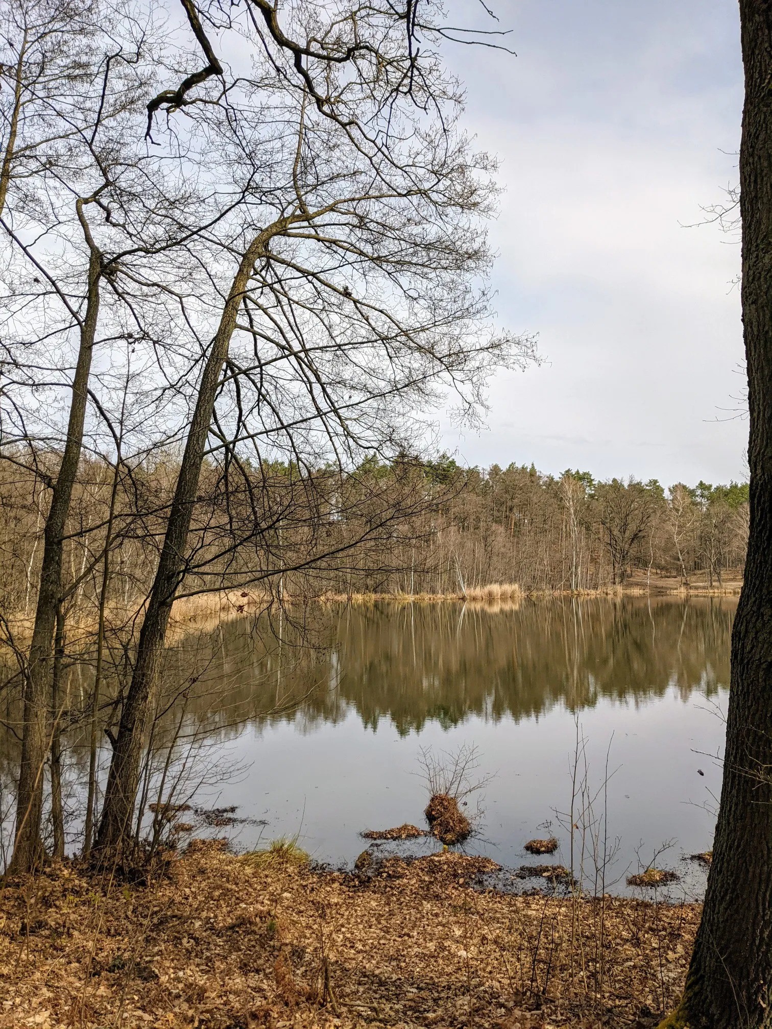 Waldsee mit Spiegelung und kahlen Bäumen