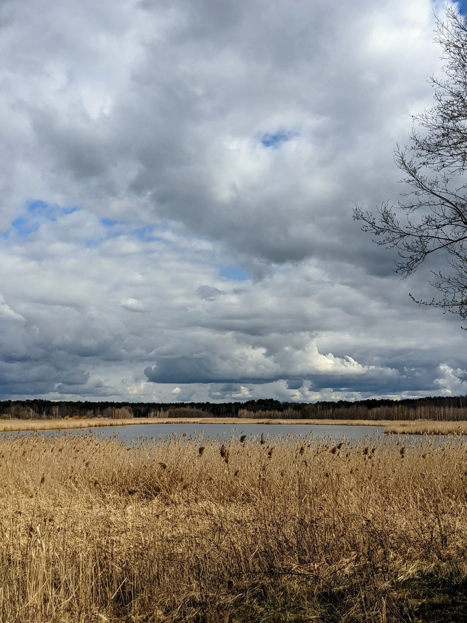 Schilfwiese mit Teich unter Wolkenhimmel