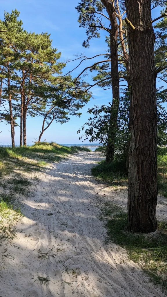 Sandweg zwischen Kiefern führt über die Düne zur Ostsee