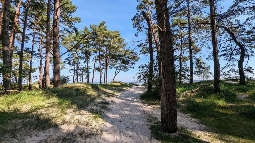 Kiefern auf der Düne, zwischen den Stämmen ist die Ostsee zu sehen