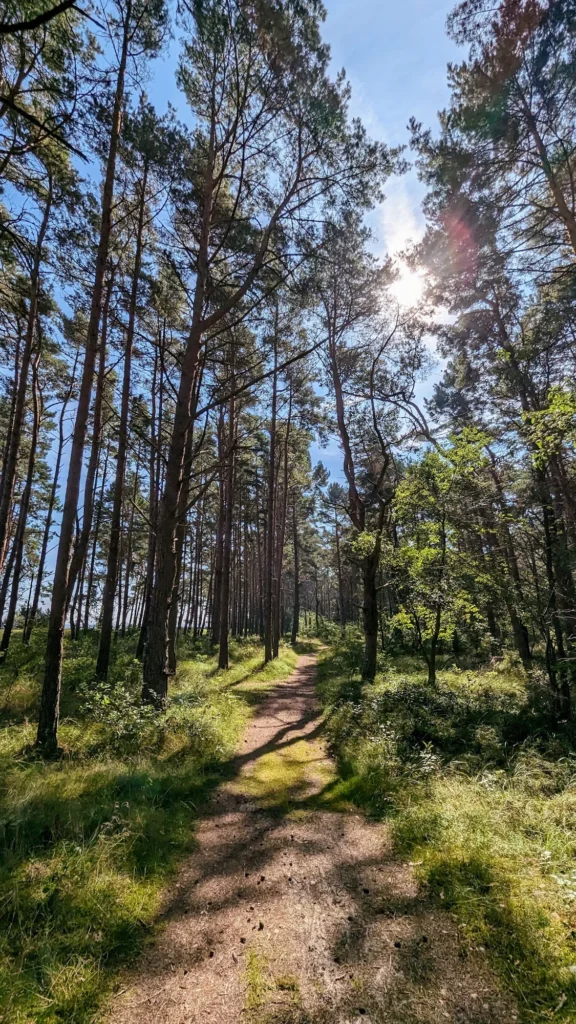 Schmaler Pfad durch hohen Kiefernwald im Gegenlicht