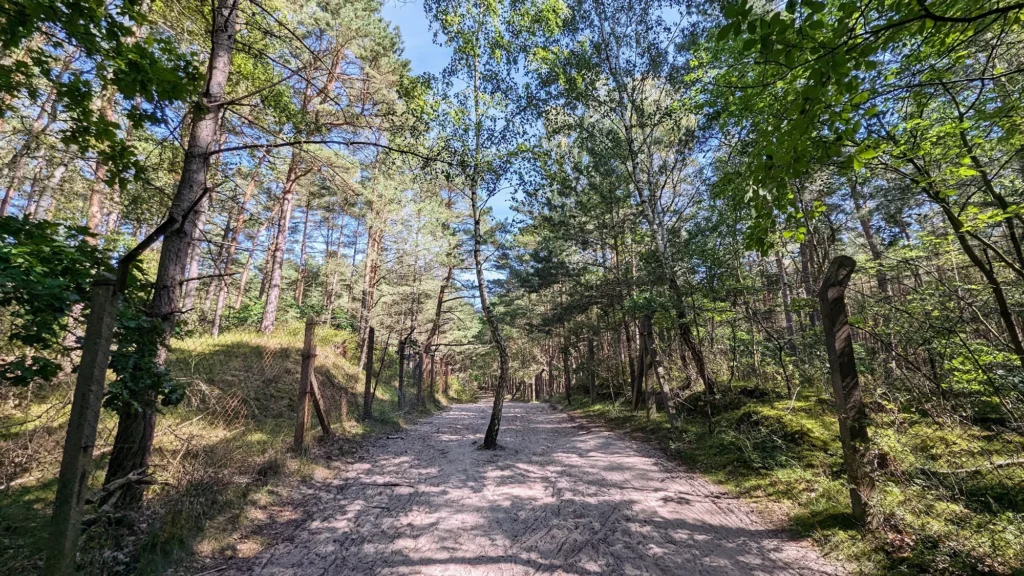 Breiter Sandweg durch lichten Kiefernwald am Peenemünder Haken