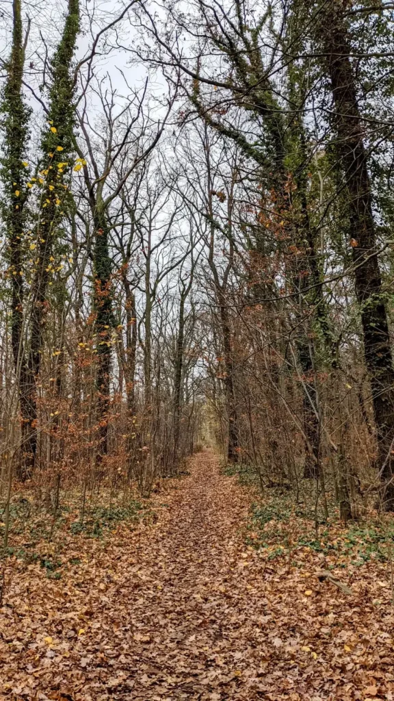 Breiter Waldweg im Plänterwald im Spätherbst, mit kahlen Bäumen und Laub am Boden
