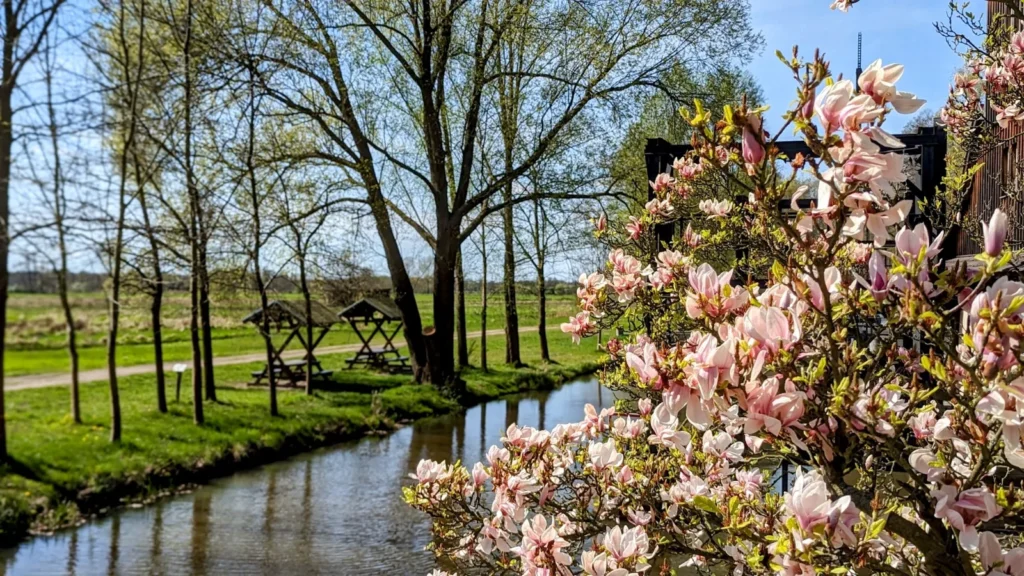 Blühende Magnolie an einem Fließ mit Sitzbank