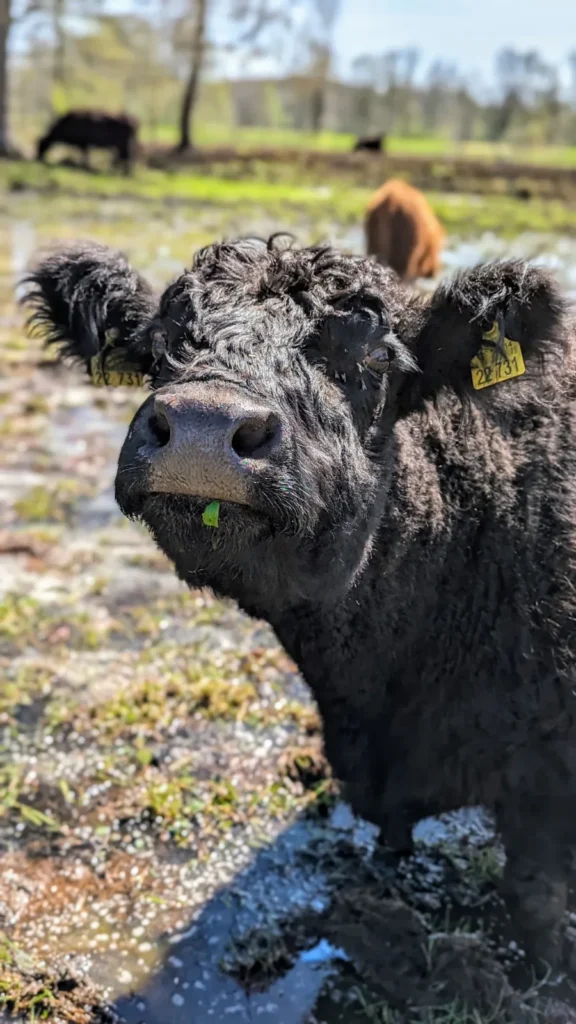 Zottiges dunkles Rind auf nassem Boden