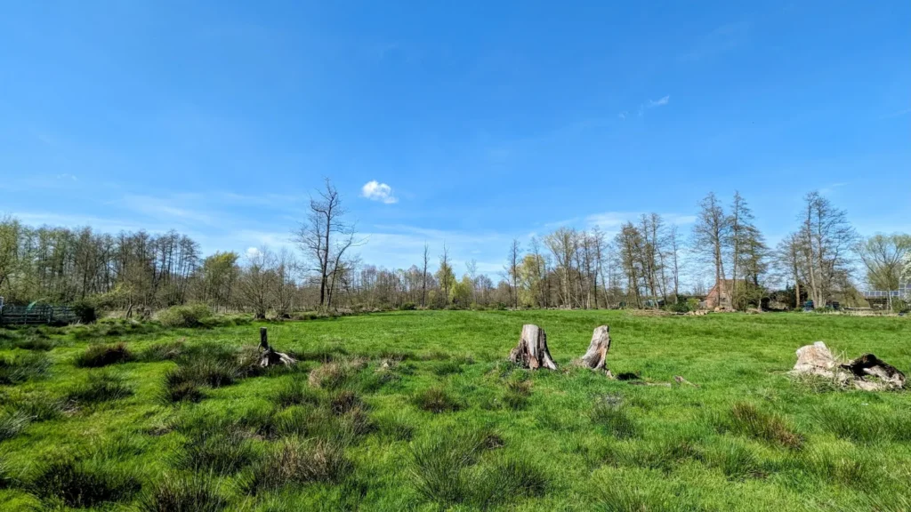 Wiese mit Baumstümpfen und jungem Grün