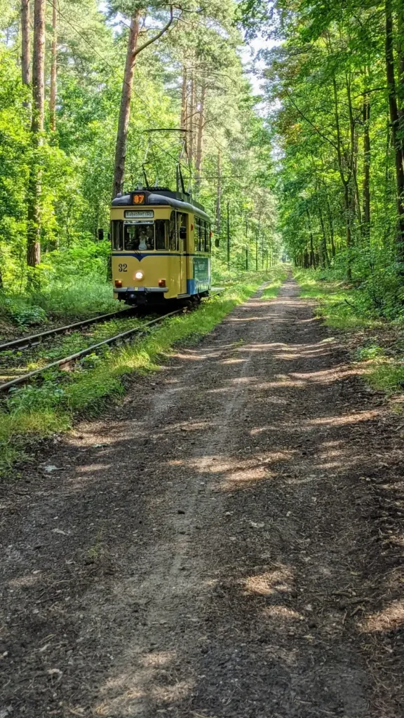 Woltersdorfer Straßenbahn auf ihrem eigenen Gleis im Wald nördlich des S-Bahnhofs Rahnsdorf im Sommer