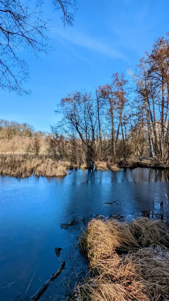 Kahle Bäume und Wasser am Nordufer des Rangsdorfer Sees