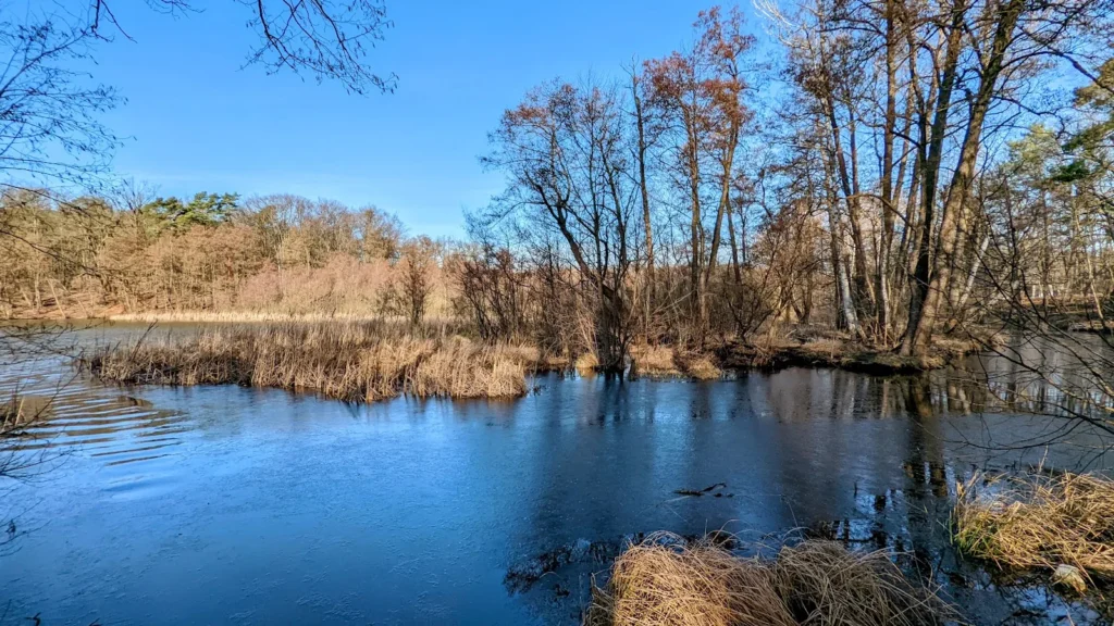 Wasserfläche mit kahlen Bäumen am Nordufer des Rangsdorfer Sees