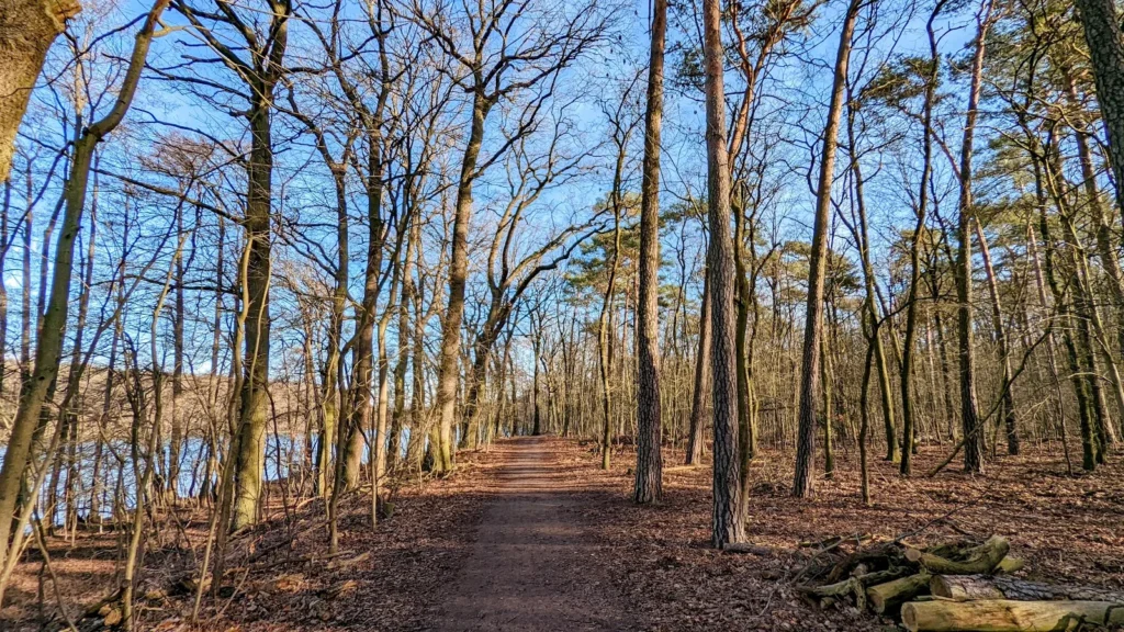 Waldweg am Ufer des Rangsdorfer Sees