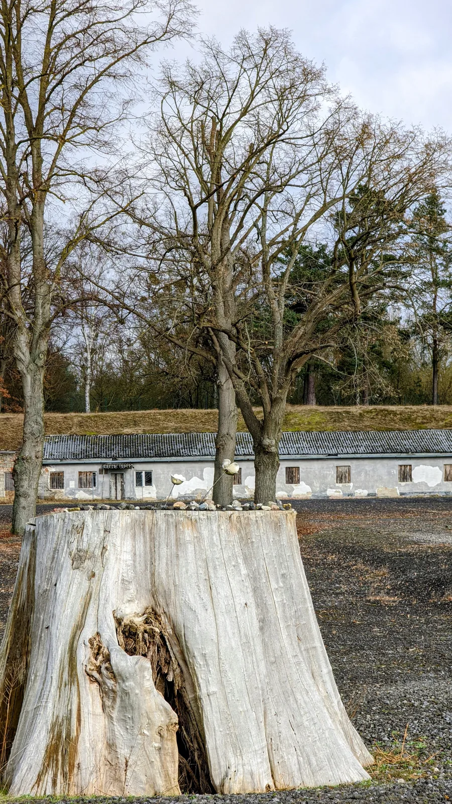 Baumstumpf auf der Lagerfläche der Gedenkstätte Ravensbrück, im Hintergrund eine lange Halle