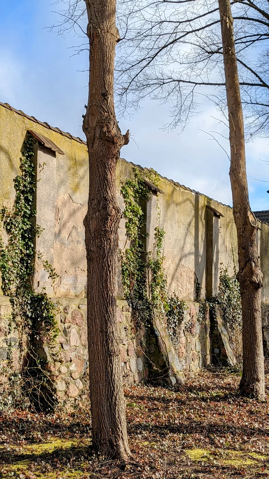 Efeubewachsene Mauer mit Fensternischen zwischen kahlen Bäumen in der Gedenkstätte Ravensbrück
