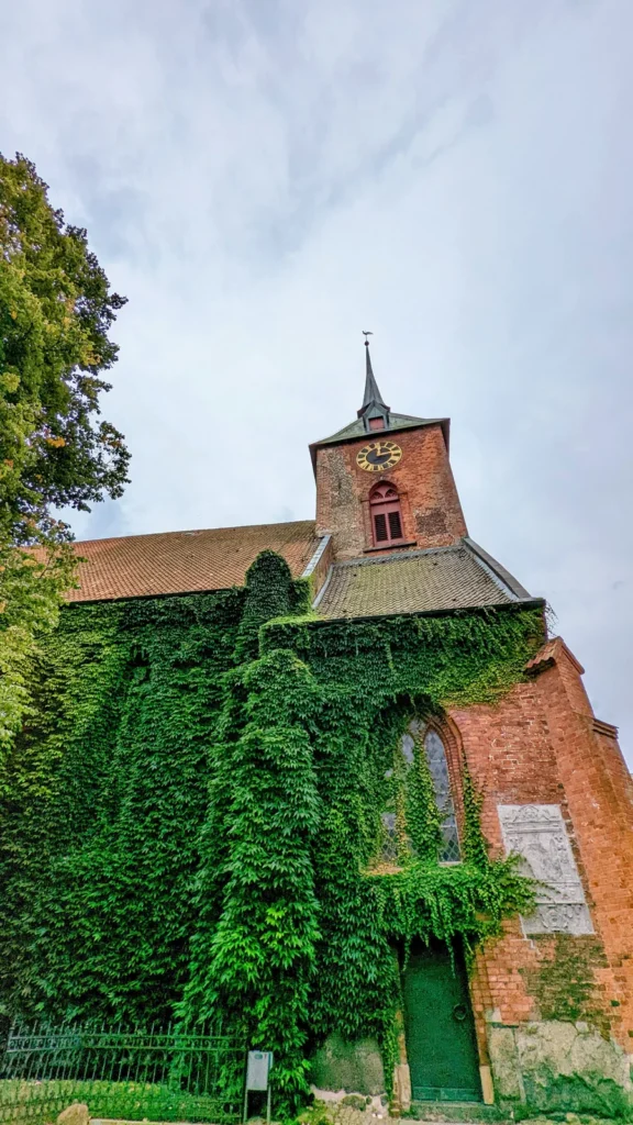 Turm der St.-Marien-Kirche in Rendsburg, die Kirchenmauer davor ist mit Efeu bewachsen