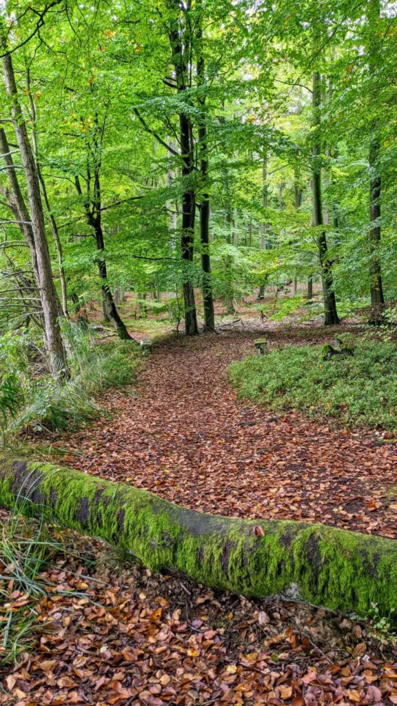Laubweg im Buchenwald am Stechlinsee
