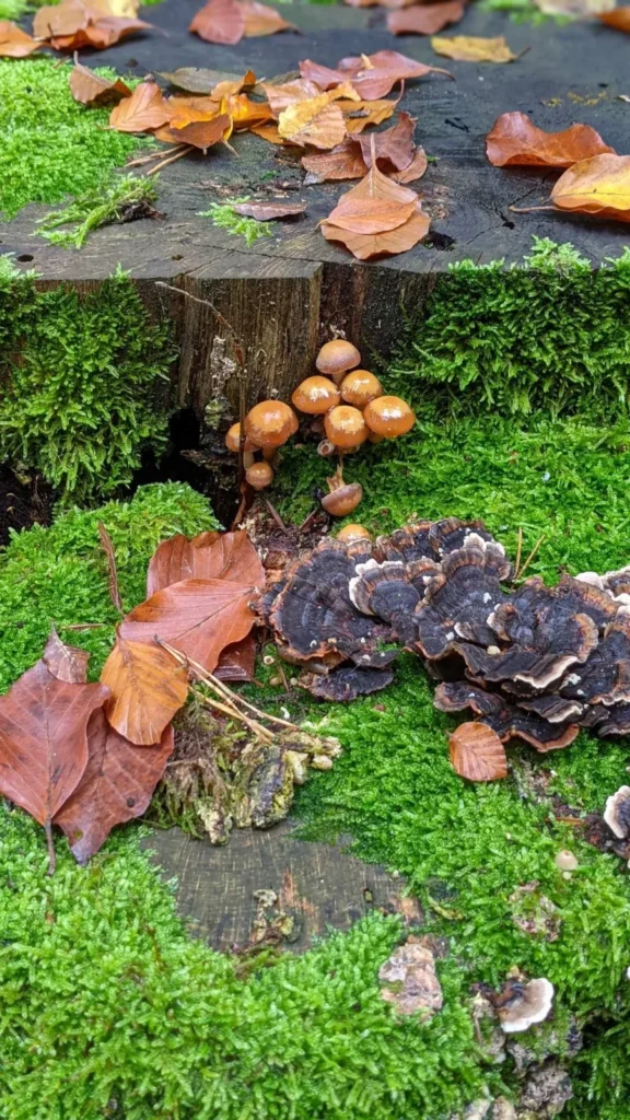 Pilze und buntes Laub auf einem moosbewachsenen Baumstumpf am Weg zum Stechlinsee