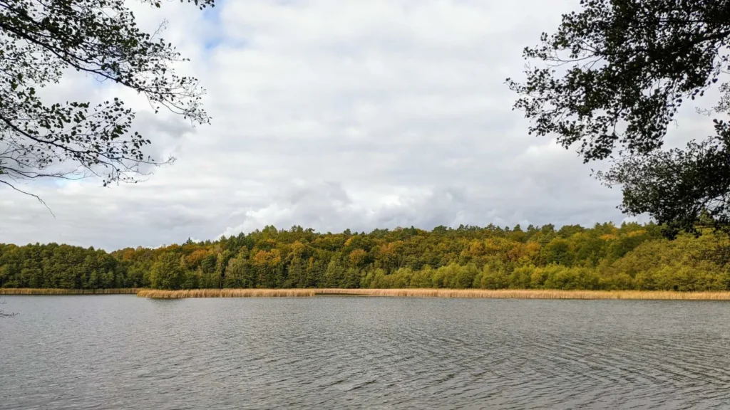 Herbstlich gefärbter Wald am Ufer des Stechlinsees bei Neuglobsow
