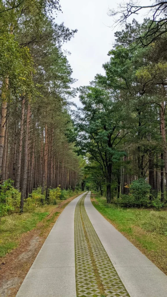 Spurplattenweg aus Betonspuren zwischen Kiefern bei Rheinsberg