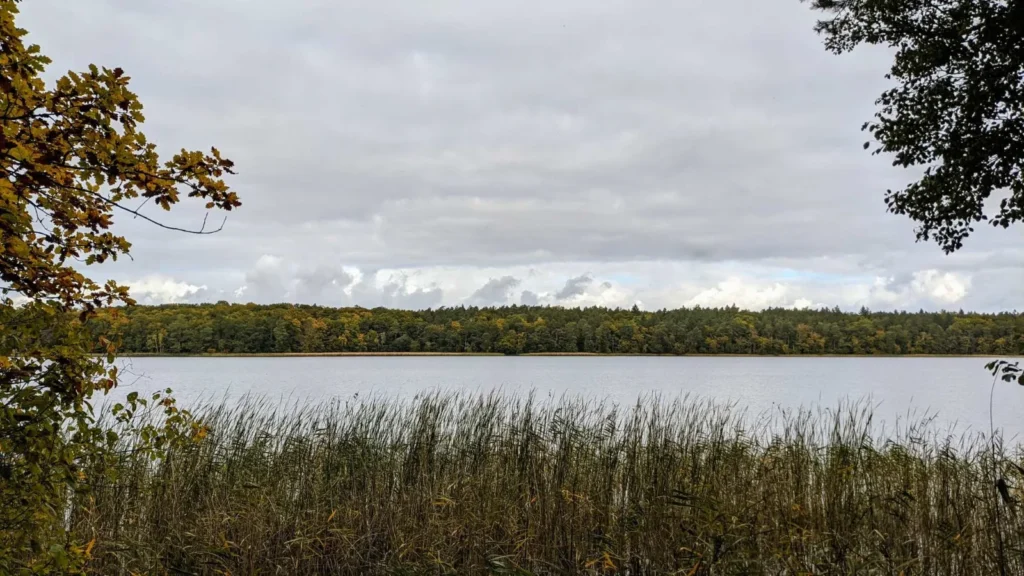 Schilf am Ufer des Stechlinsees mit bewaldetem Gegenufer