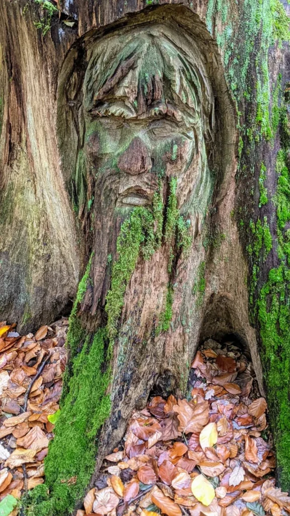 Baumstumpf mit geschnitztem Gesicht mit Bart am Dagowsee bei Neuglobsow