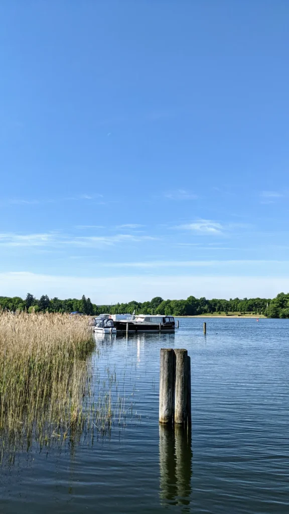 Holzpfähle im See vor Schilf am Ufer in Rheinsberg