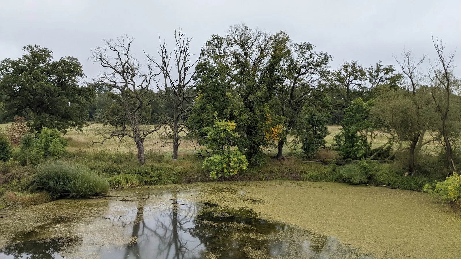 Stillgewässer mit Wasserlinsen in der Elbaue zwischen Roßlau und Dessau, dahinter Bäume