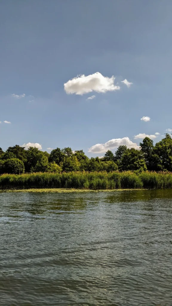 Wiesenufer mit Schilf und Bäumen an der Müggelspree