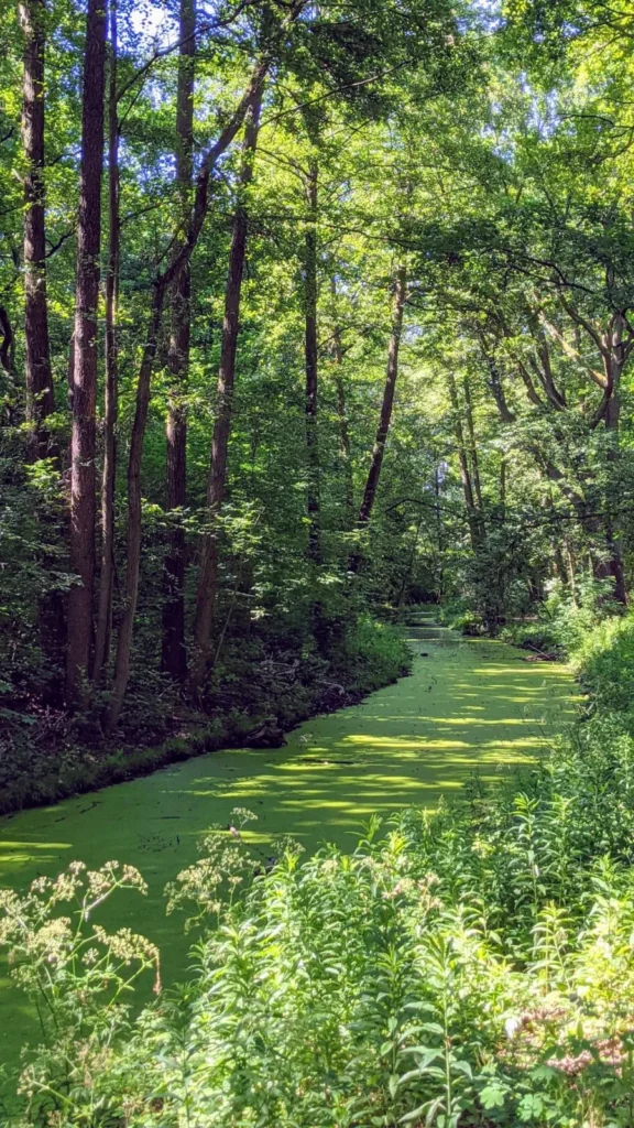 Wasserarm mit grüner Pflanzendecke zwischen Bäumen am Ostufer des Müggelsees