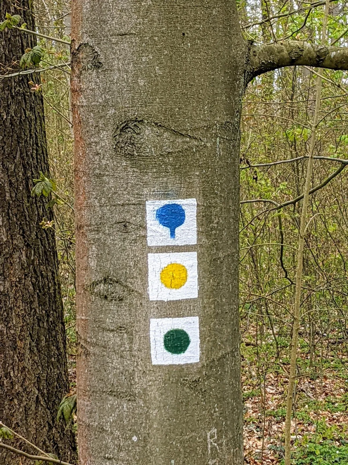 Wegmarken an einem Baum im Eberswalder Stadtwald: blauer Baum auf weißem Grund, gelber und grüner Punkt