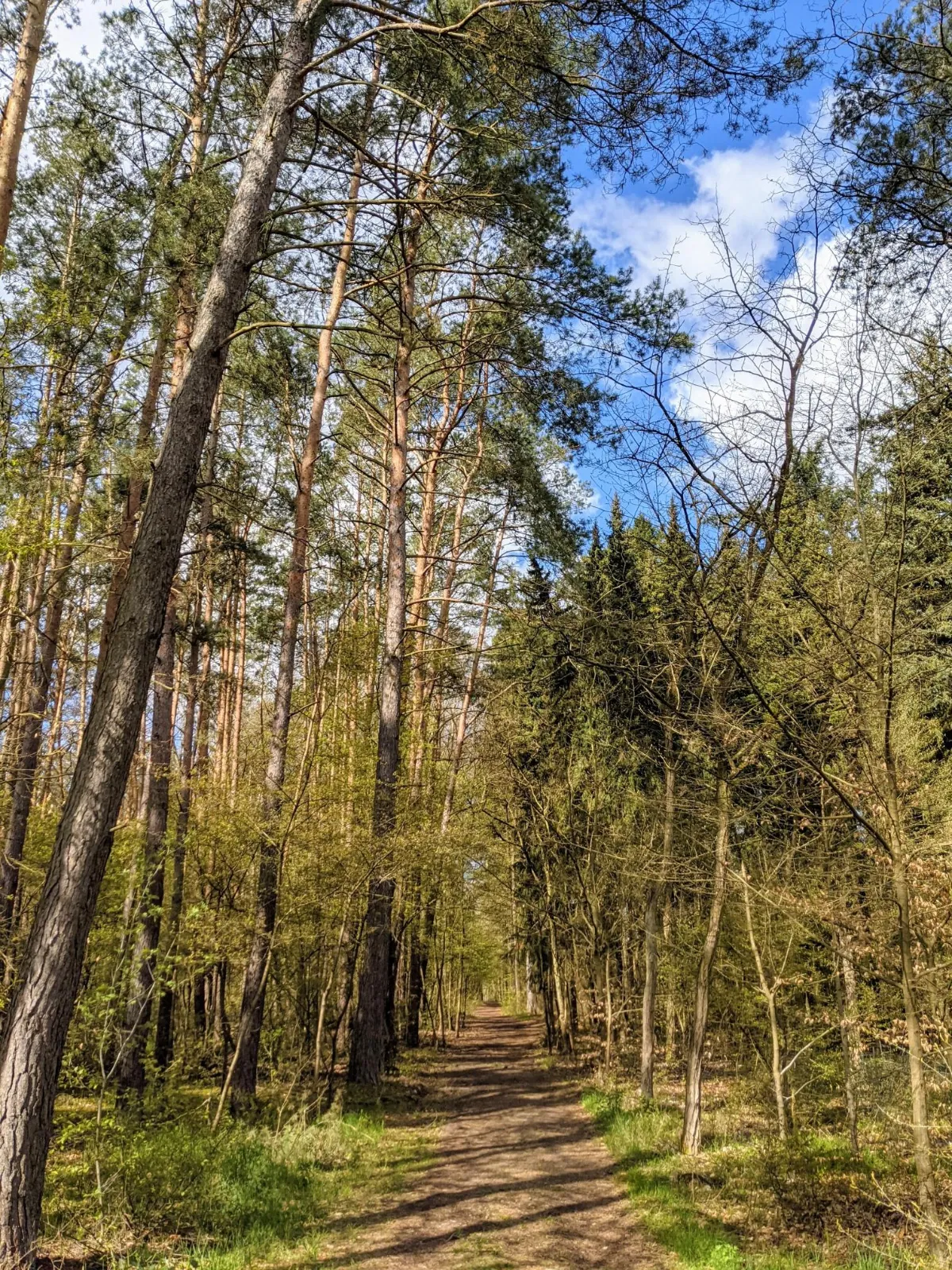 Waldweg unter Kiefern im Eberswalder Stadtwald
