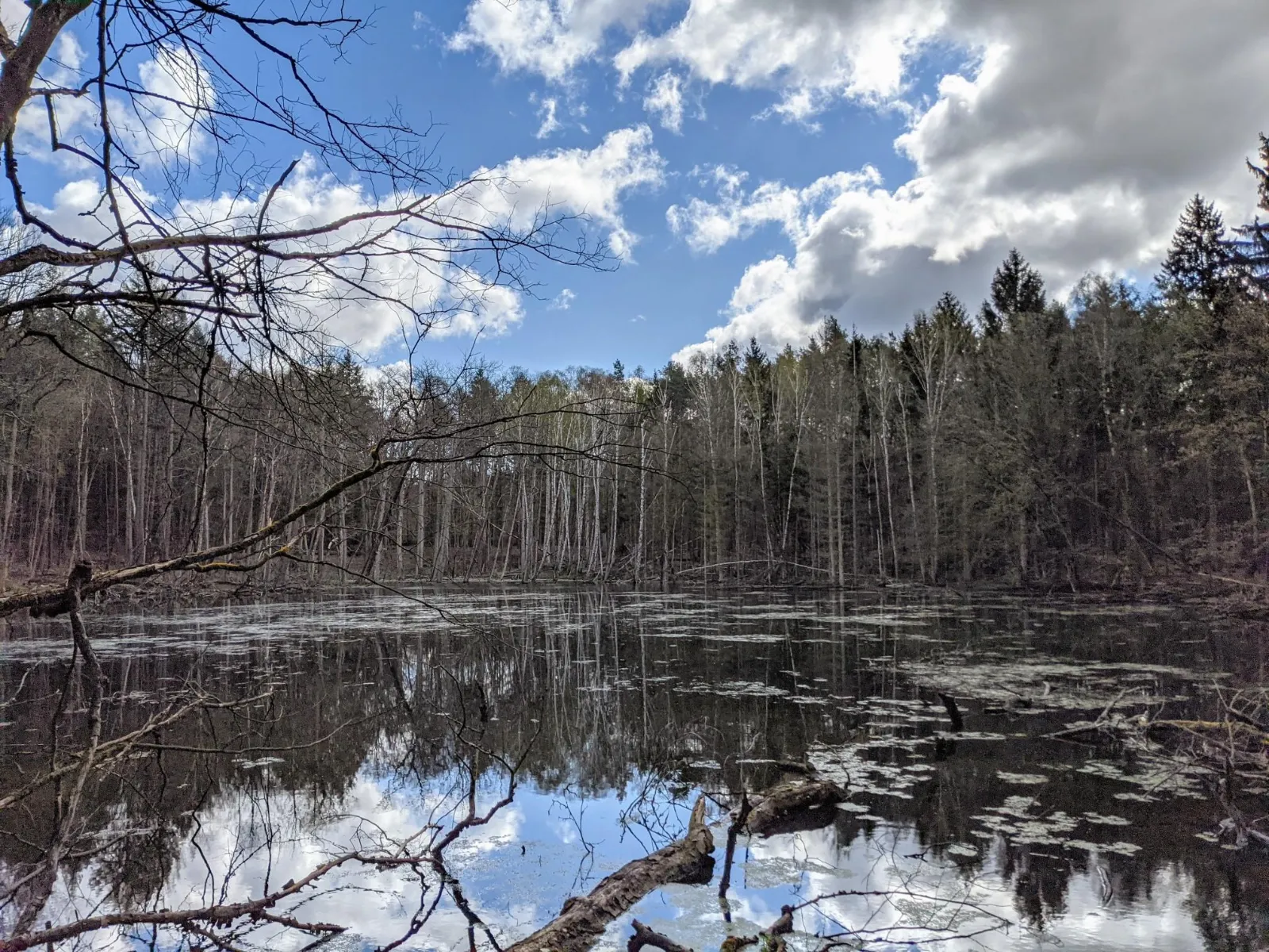 Teich im Schwärzetal bei Eberswalde, die Bäume spiegeln sich im Wasser