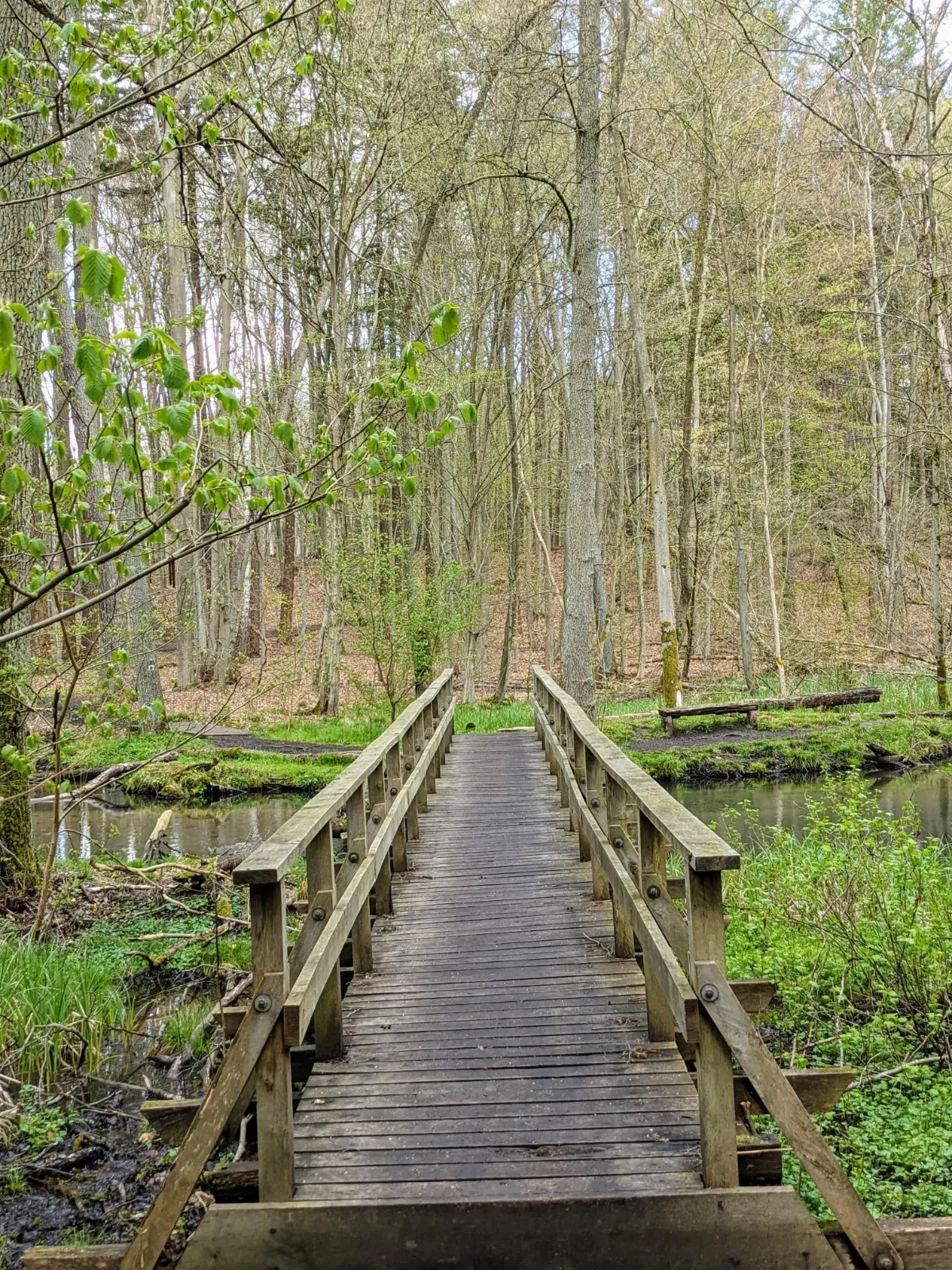 Holzsteg durch den Bruchwald im Schwärzetal