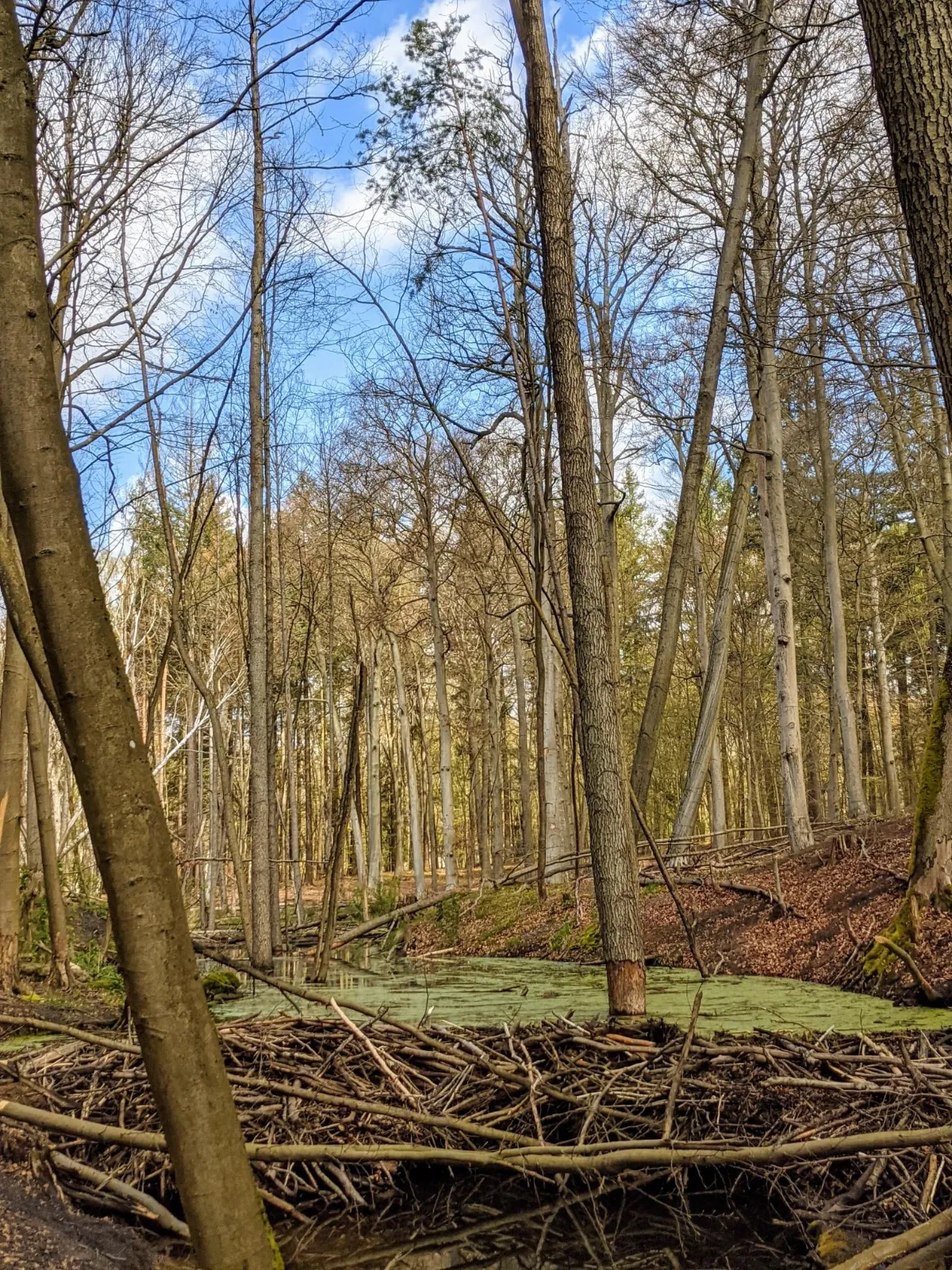 Bruchwald mit Wasser und Totholz im Schwärzetal