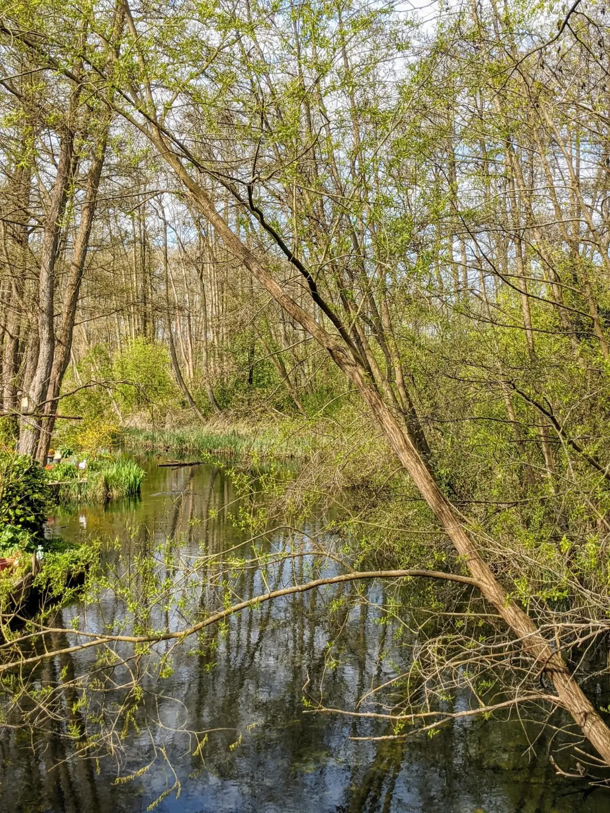 Die Finow bei Biesenthal