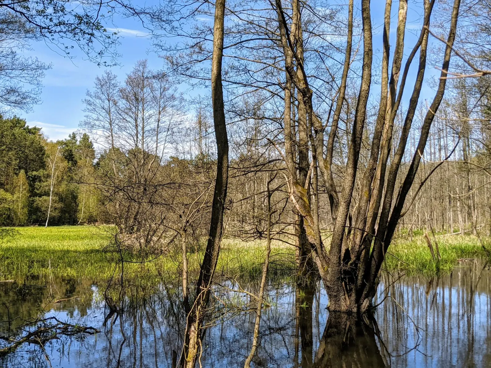 Erlen stehen im Wasser, zwischen Grabowsee und Rosenbeck