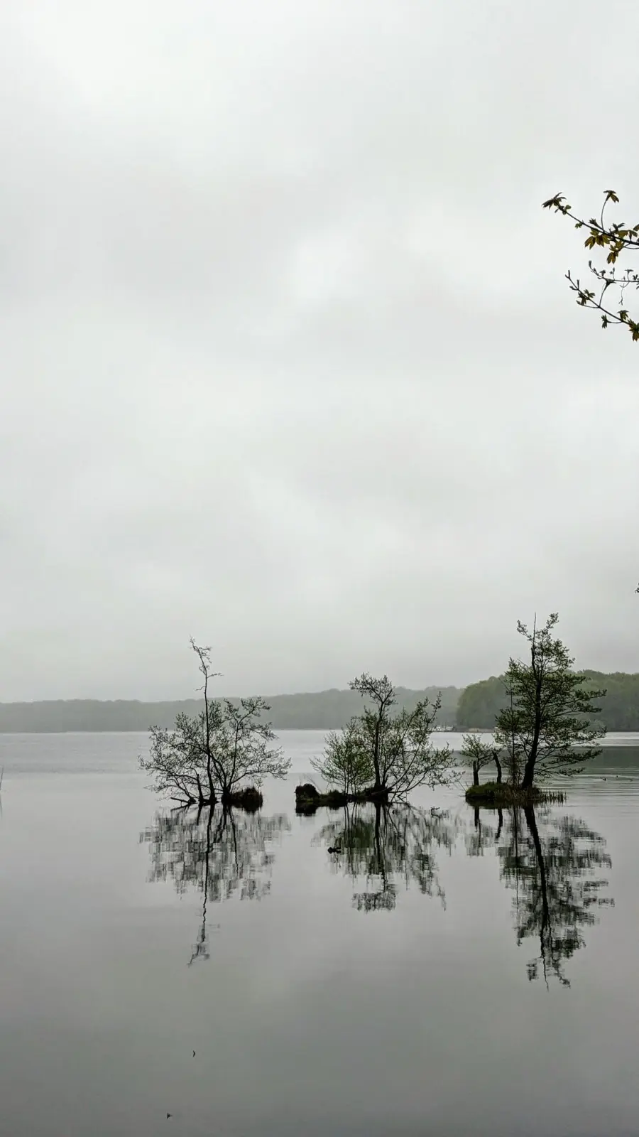 Ufer des Werbellinsees unter grauem Himmel, Bäume stehen im Wasser