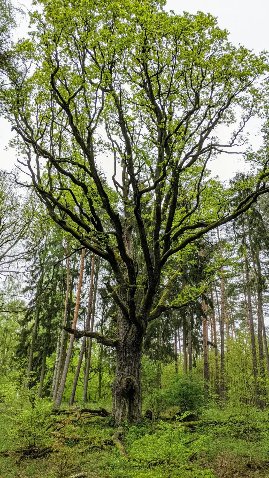 Alte Eiche im Wald bei Hubertusstock